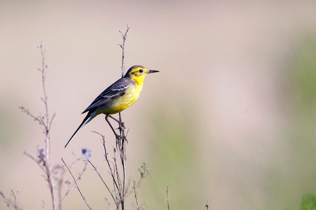 Una lavandera citrina con presa en su pico se sienta en una rama.