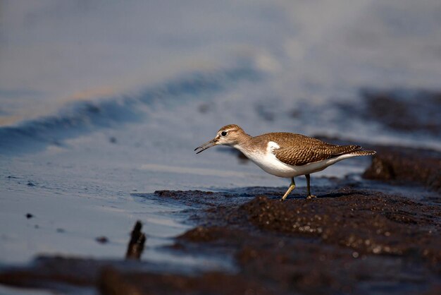 La lavandera común Actitis hypoleucos es una pequeña ave zancuda paleártica