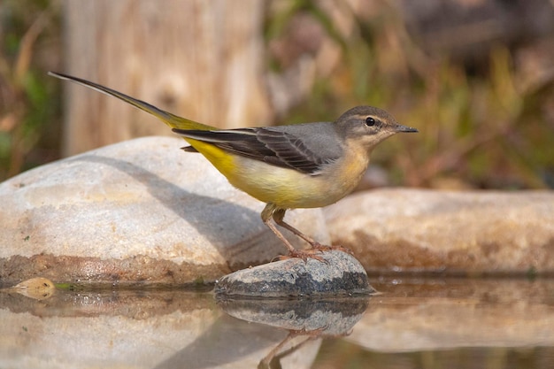 Lavandera gris Motacilla cinerea Málaga España