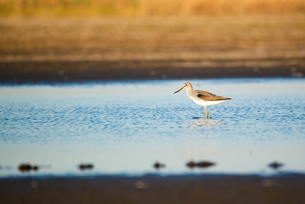 Lavandera de madera Tringa glareola en el lago