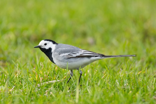 Lavandera, pájaro, en la hierba