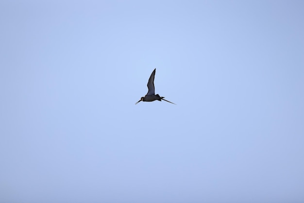 lavandera en vuelo la vida silvestre ave en el cielo