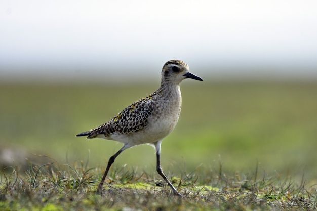 Las lavanderas son una gran familia, Scolopacidae, de aves zancudas o aves playeras.