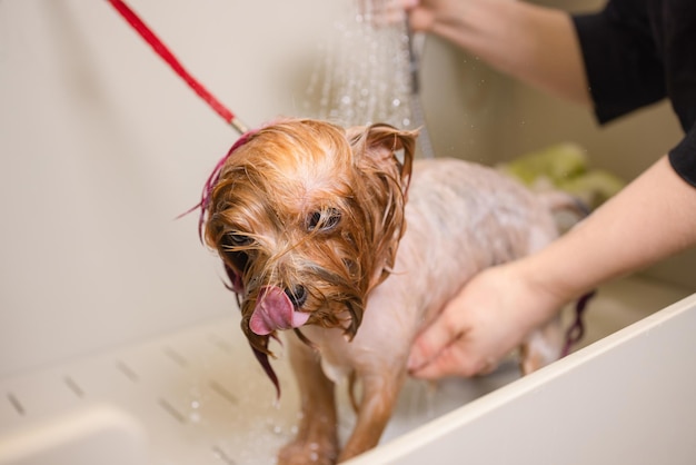 Lavando o yorkshire terrier na frente do cabeleireiro profissional, corte de cabelo, lavagem de cachorro antes de tosar