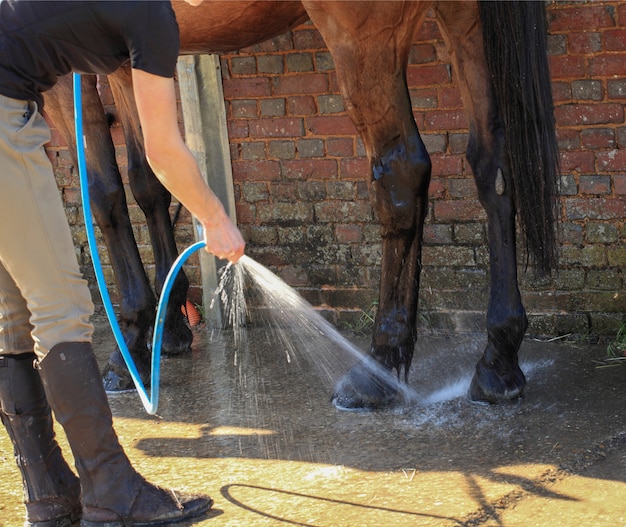 Lavando um cavalo