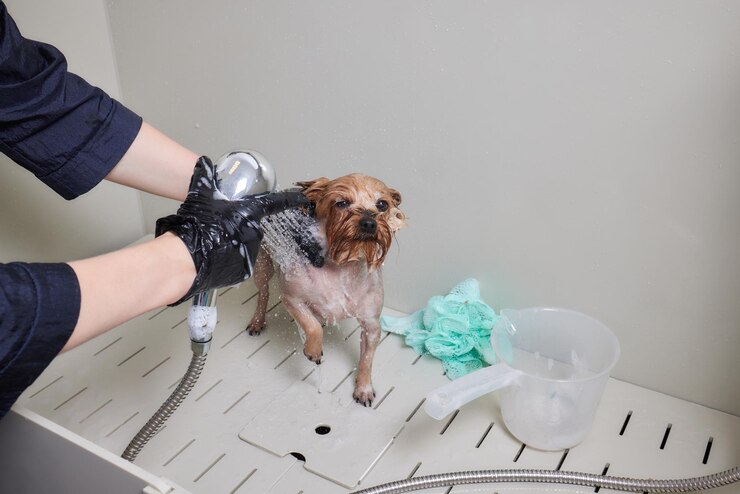 Foto lavando um yorkshire terrier ensaboado com água em um salão de beleza