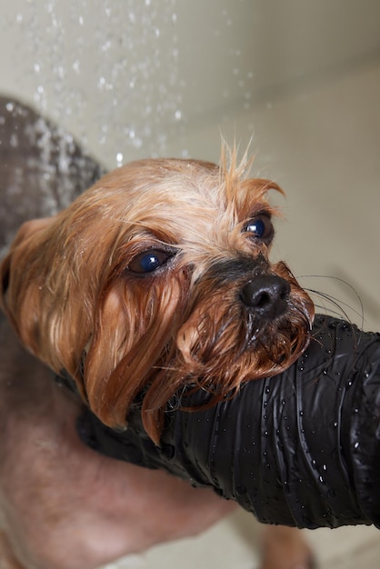 Lavando um yorkshire terrier ensaboado com água em um salão de beleza