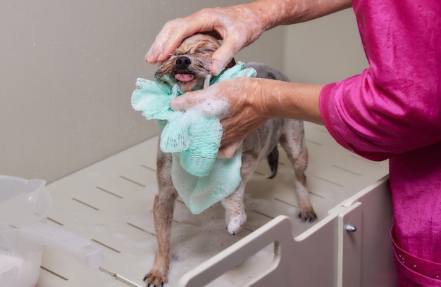 Lavando um yorkshire terrier ensaboado com água em um salão de beleza
