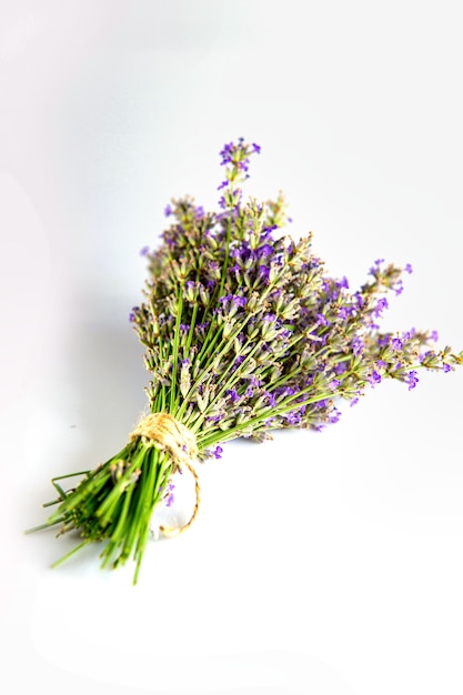 Lavandula Hidcote aislado