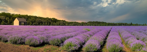 Lavandula nome comum lavanda