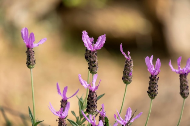 Foto lavandula pedunculata lavandula luisieri spanischer französischer schmetterlingslavendel lavandula stoechas schmetterlingslavendel