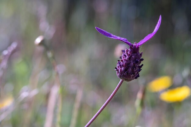 Lavandula pedunculata Lavandula luisieri Spanischer französischer Schmetterlingslavendel Lavandula stoechas Schmetterlingslavendel