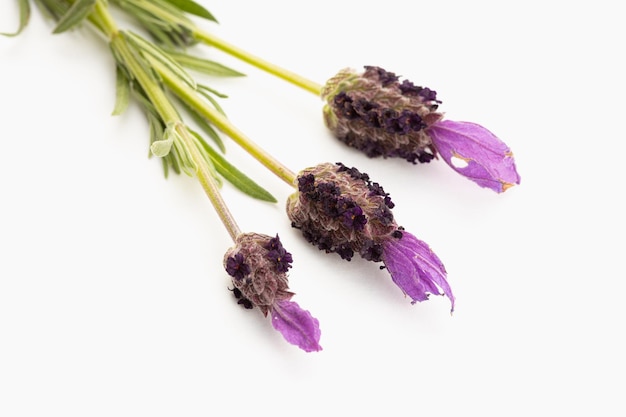 Lavandula stoechas flores aislado sobre fondo blanco.