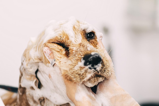 Lavar al perro con champú en el baño.