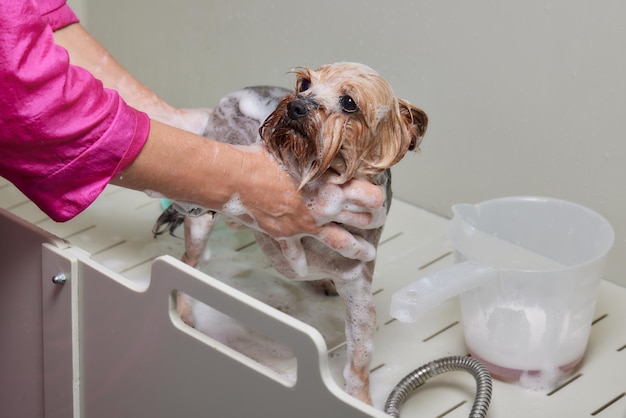 Lavar un yorkshire terrier jabonoso con agua en un salón de belleza