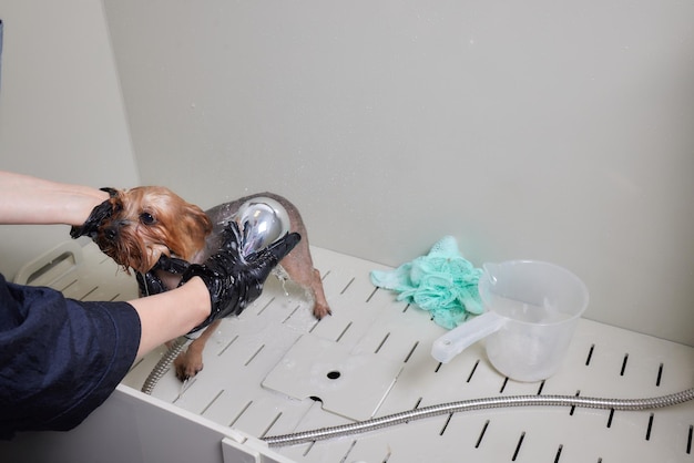 Lavar un yorkshire terrier jabonoso con agua en un salón de belleza