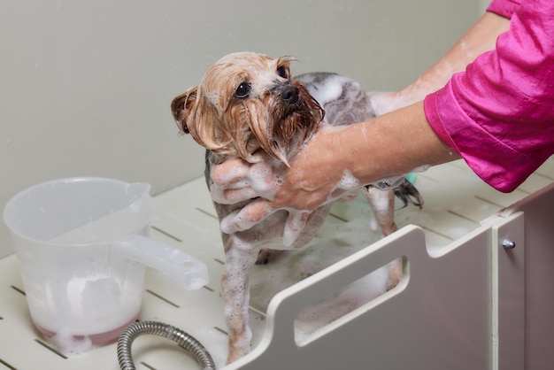 Lavar un yorkshire terrier jabonoso con agua en un salón de belleza