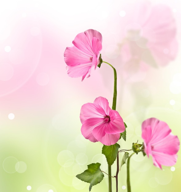 Lavater flores rosa com fundo desfocado