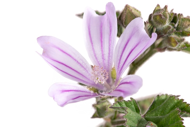 Lavatera Cretica Blume