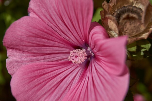 Lavatera (lat. Lavatera) blüht auf dem Rasen im Garten.