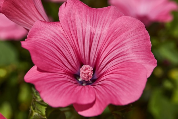 Lavatera lat Lavatera blüht auf dem Rasen im Garten