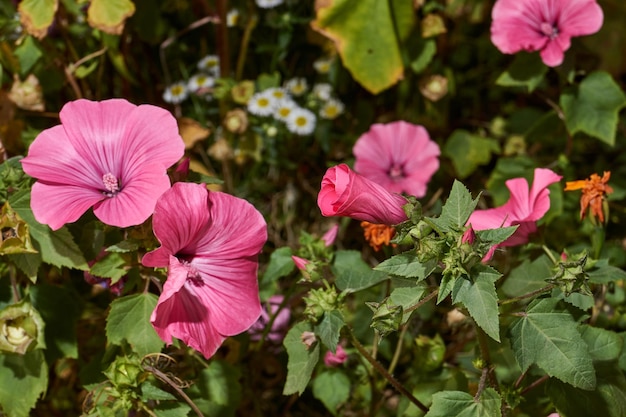 Lavatera (lat. Lavatera) florece en el césped del jardín.