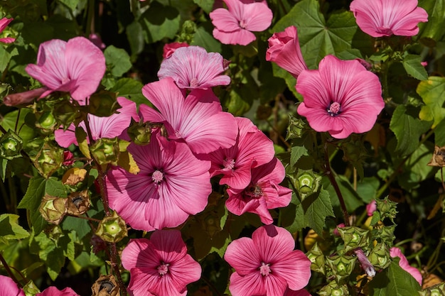 Lavatera lat Lavatera florece en el césped del jardín