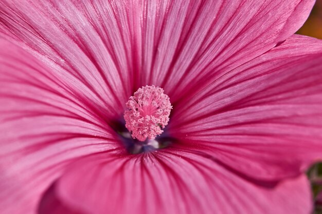 Lavatera lat Lavatera florece en el césped del jardín