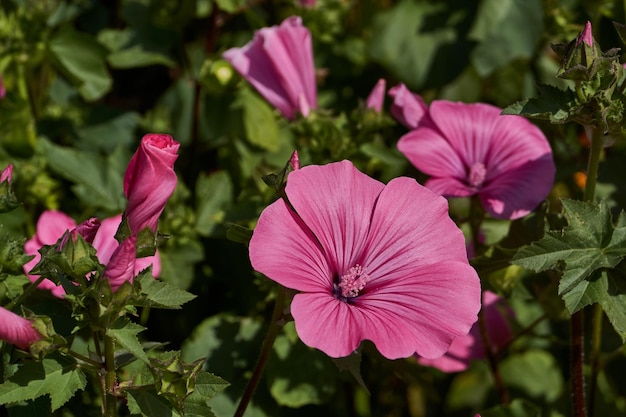 Lavatera lat Lavatera floresce no gramado do jardim