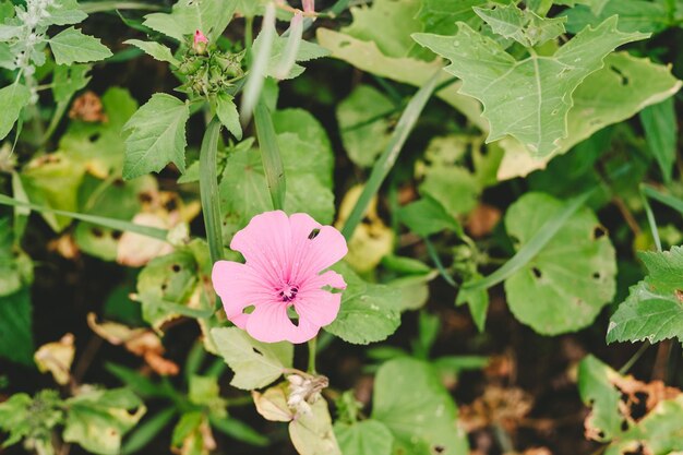 Lavatera Trimestris o malva silvestre flores de color rosa claro cerca de Malva Sylvestris o Rose Hollyhock