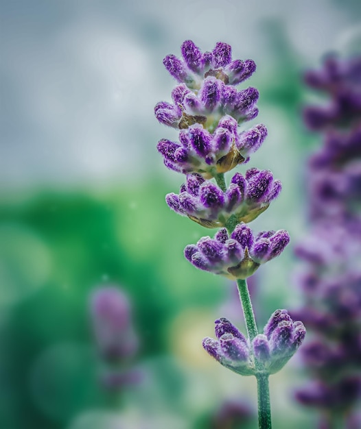 Lavendel auf einem grünen, defokussierten Hintergrund aus nächster Nähe