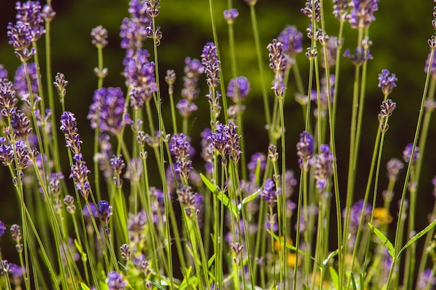 Lavendel auf Steingarten mit Felsen und immergrünen Pflanzen