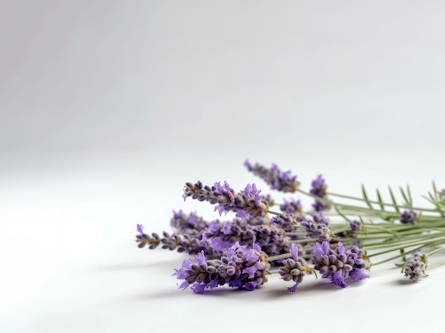 Lavendel auf weißem Hintergrund Generative KI