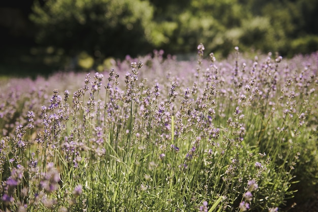 Lavendel beginnt zu blühen