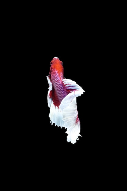 Foto lavendel betta-fisch betta halbmond betta splendens isoliert auf schwarzem hintergrund