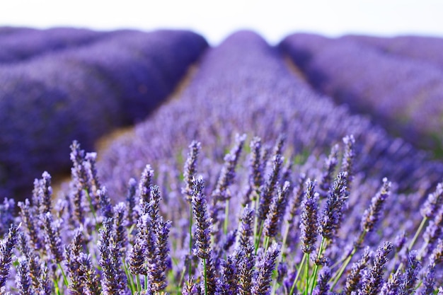 Lavendel blühendes Feld