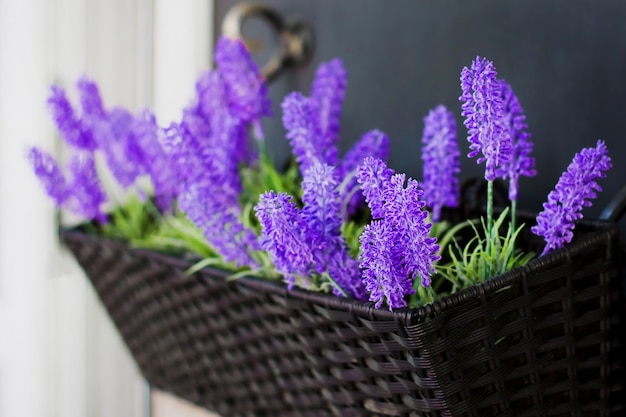 Lavendel blüht in einem Topf auf den Straßen der Stadt in hängenden Töpfen.