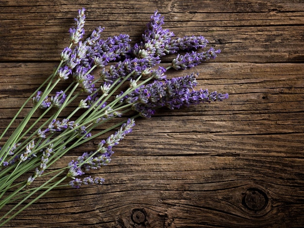 Lavendel blume