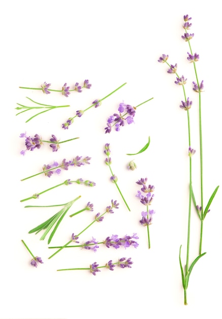 Lavendel Blumen Bündel.