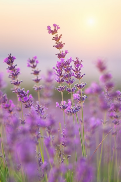 Lavendel Blumen Nahaufnahme.