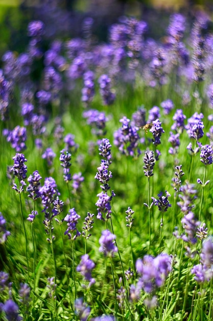 Lavendel Blumenfeld