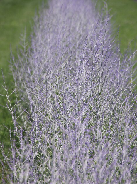 Foto lavendel blurr