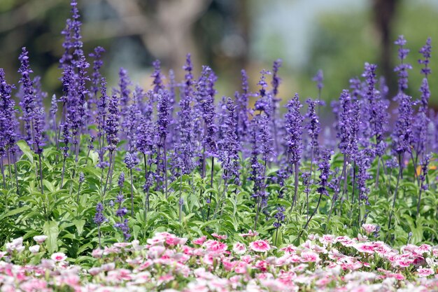 Lavendel des Winters.