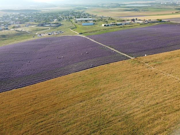 Lavendel duftende Felder in endlosen Reihen mit blühenden Blumen Luftbild Drohne lila Feld gegen