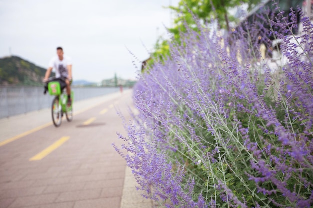 Lavendel-Fliederbusch wächst am Straßenrand