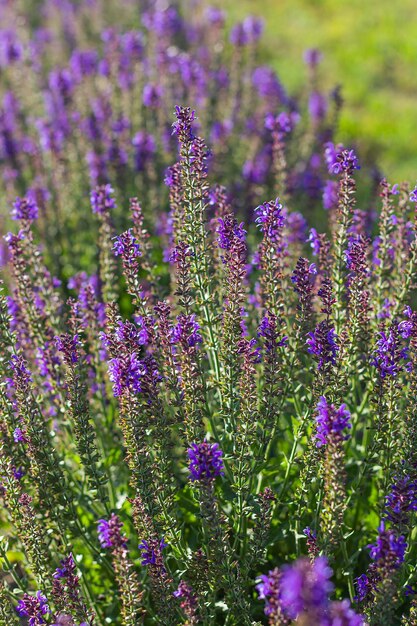 Lavendel im hintergrund der hintergrundbeleuchtung