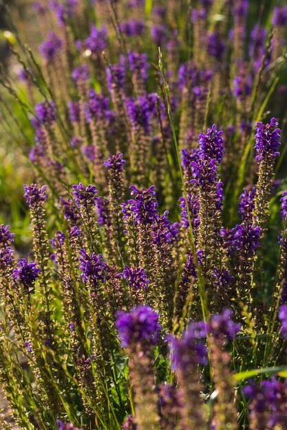 Lavendel im hintergrund der hintergrundbeleuchtung