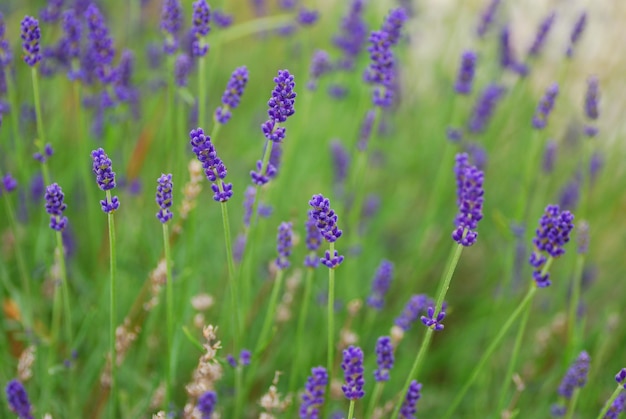 Lavendel im Sommer