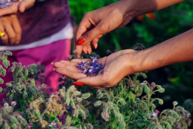 Lavendel in den Händen der Woman39s