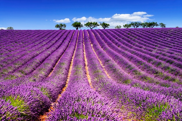 LAVENDEL IN SÜDFRANKREICH